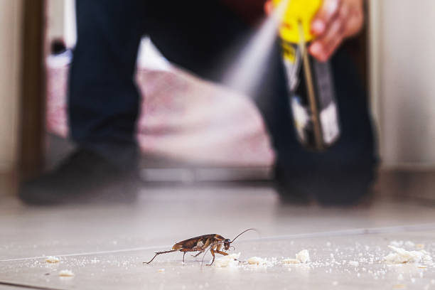 Flea Control Services in Skippers Corner, NC