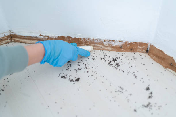 Best Flea Control Services  in Skippers Corner, NC
